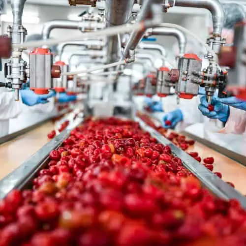 Preiselbeeren der Fabriklinie