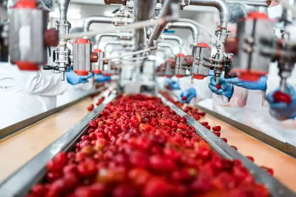 Workers in protective gear manage red tomatoes on a conveyor belt in a processing facility, utilizing advanced food and beverage manufacturing software to ensure efficiency and quality control.