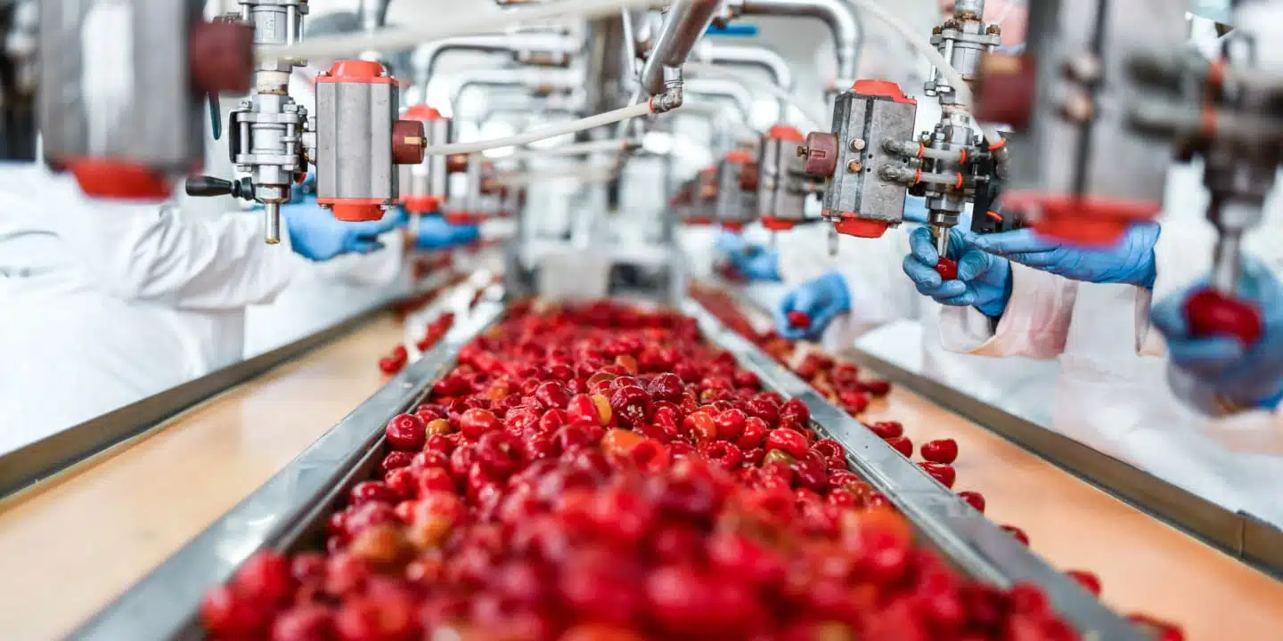 Workers in protective clothing and blue gloves meticulously sort red cherries on a conveyor belt, ensuring quality and authenticity to prevent food fraud in the processing facility.